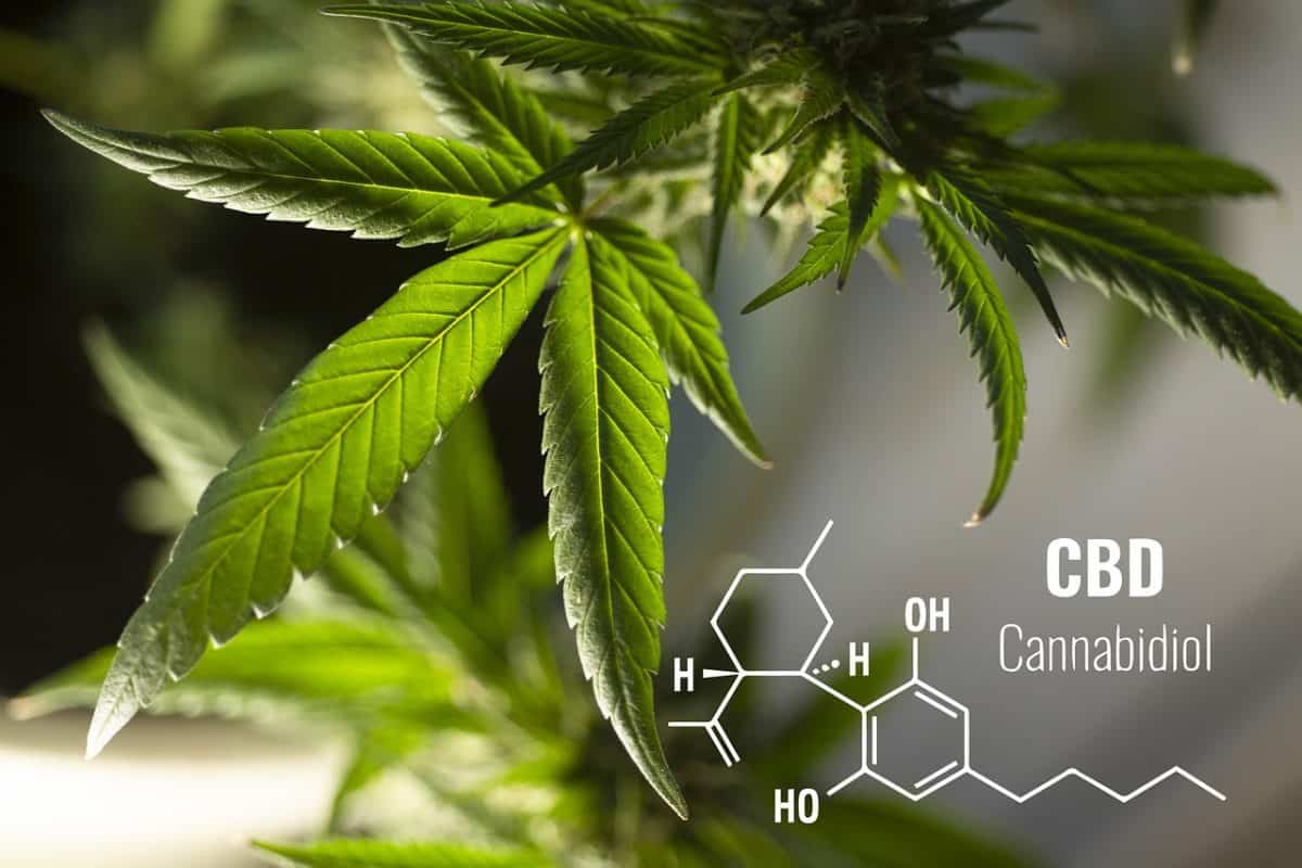 CBD – למי מותר למכור לנו?